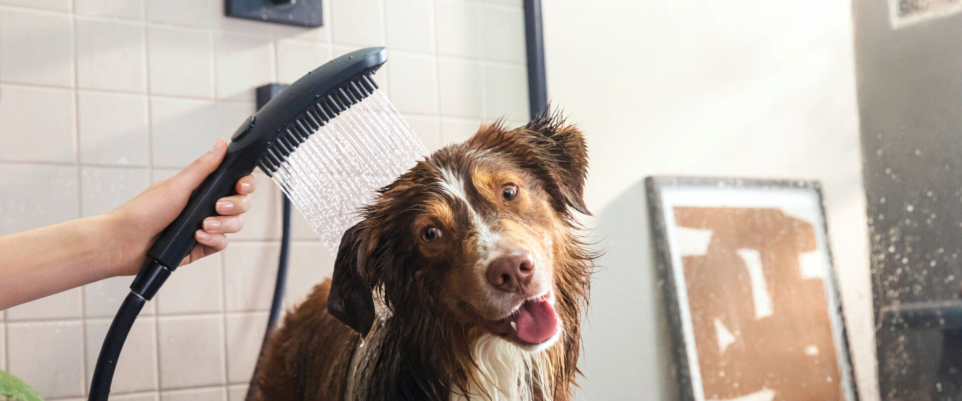 Hund wird mit handgroße DogShower sauber gemacht.