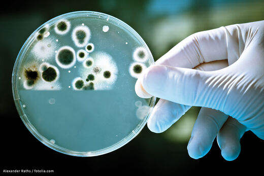Petrischale mit Bakterienbildung, dies verhindert die neuen Oberflächen von SPRINZ.