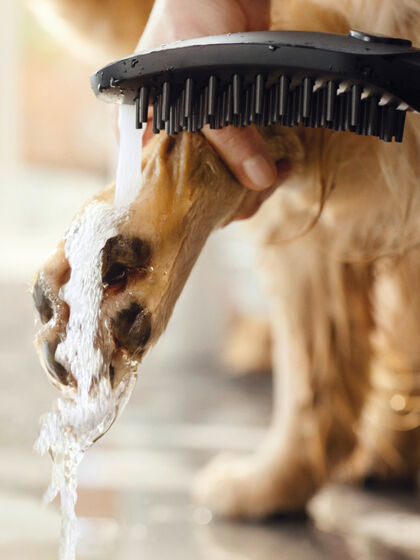 Hund wird die Pfote mit einfachem Wasserstrahl schonend gesäubert.