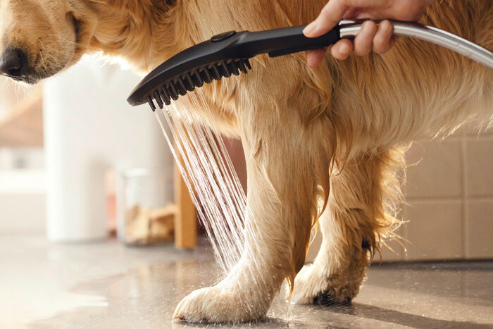 Hund werden die Beine mit der DogShower von hansgrohe gewaschen. 
