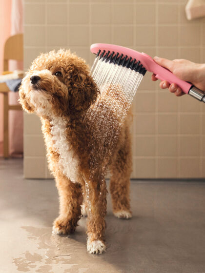 Pudel genießt Dusche mit der hansgrohe DogShower.