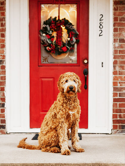 Gewinnspiel Callwey Weihnachten Hund Splash Head