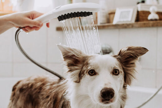 Hund wird mit hansgrohe DogShower geduscht.